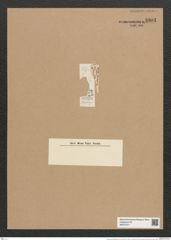 Rhaphoneis petropolitana Grun. (de-Toni-Nr.: Genus 78, Species 2843) Zeichnungen Sammlung Grunow Nr. 5801 (NHMW-BOT-W0374211)